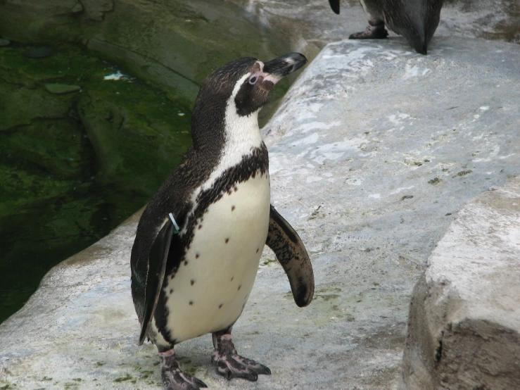 a close up of two penguins on a rock