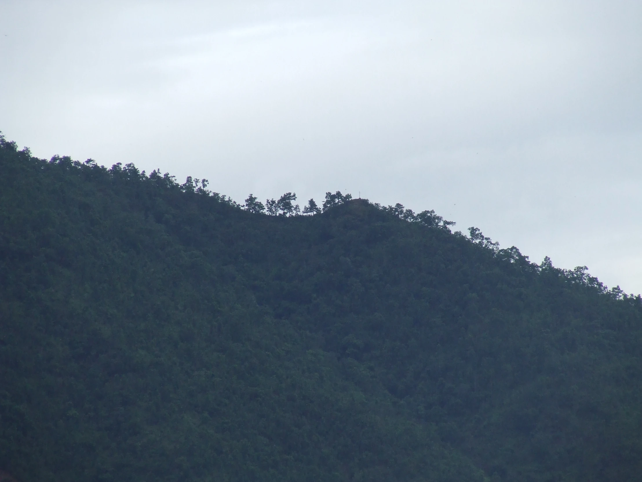 a tree is up on the side of a hill