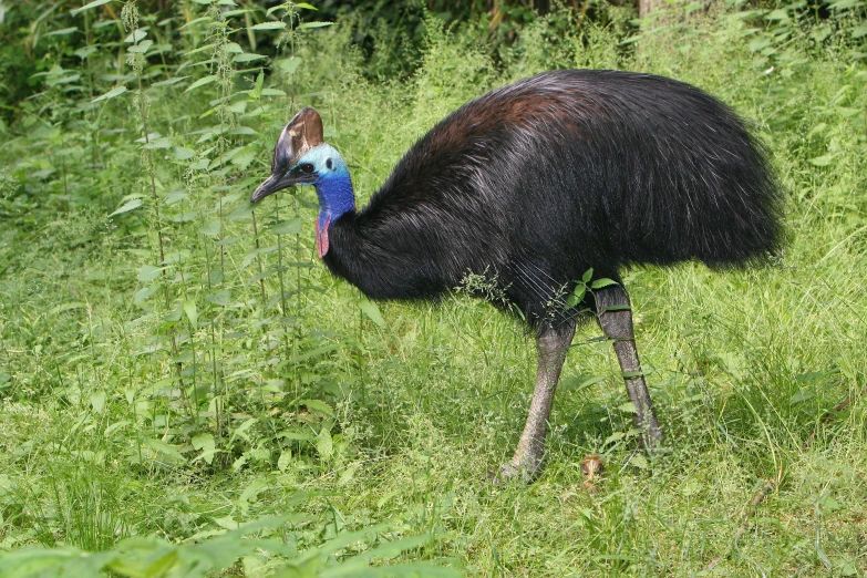 an ostrich with it's long neck and head down standing in grass