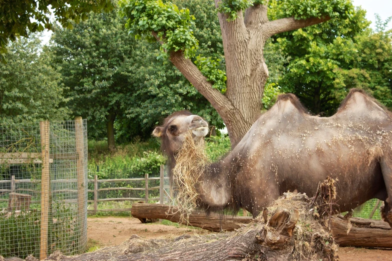 a camel standing in the dirt in an enclosure