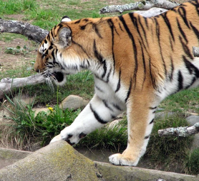 a tiger that is looking down on the ground