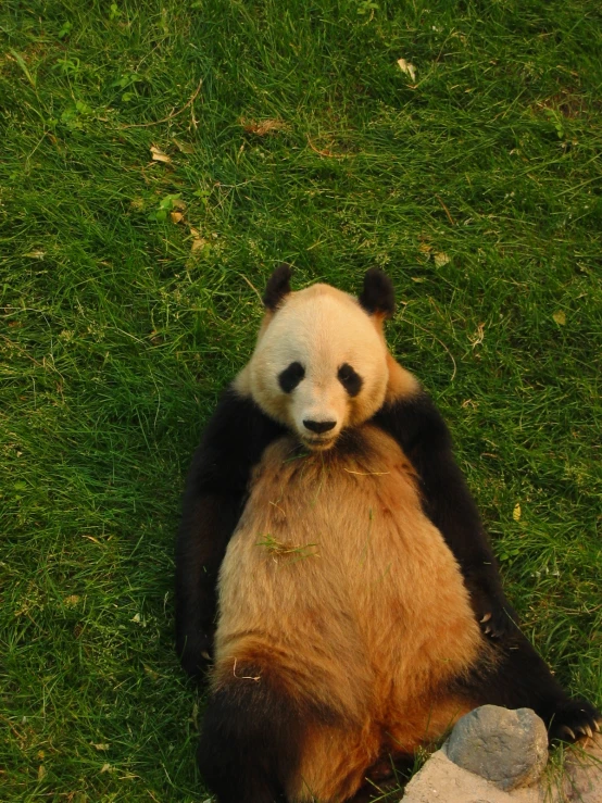 there is a panda bear sitting on the grass