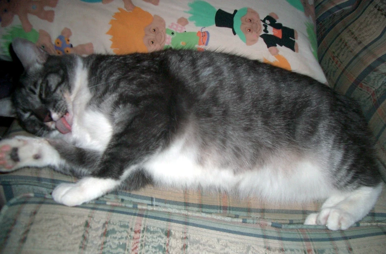 a small gray and white cat is yawning