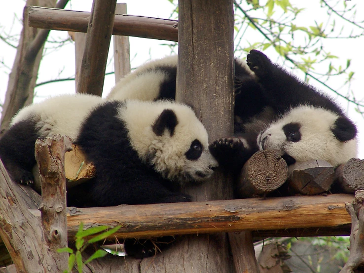 two panda bears are laying on top of a wooden structure