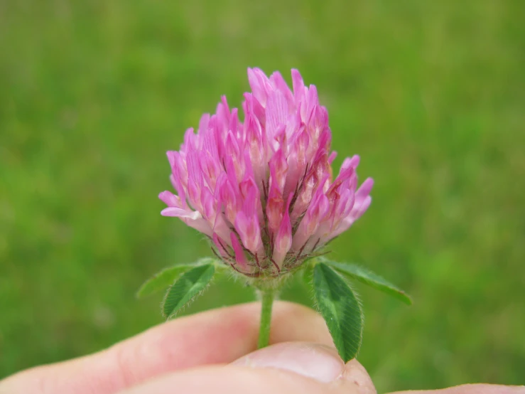 a tiny flower with pinkish petals in a hand