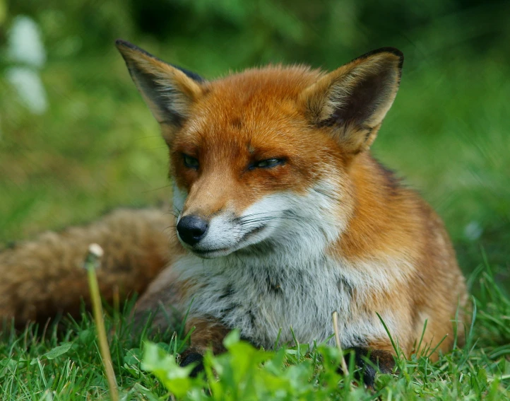 a fox laying down in the grass