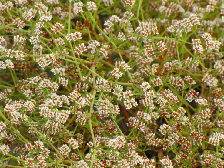 the plant is blooming very often on a sunny day