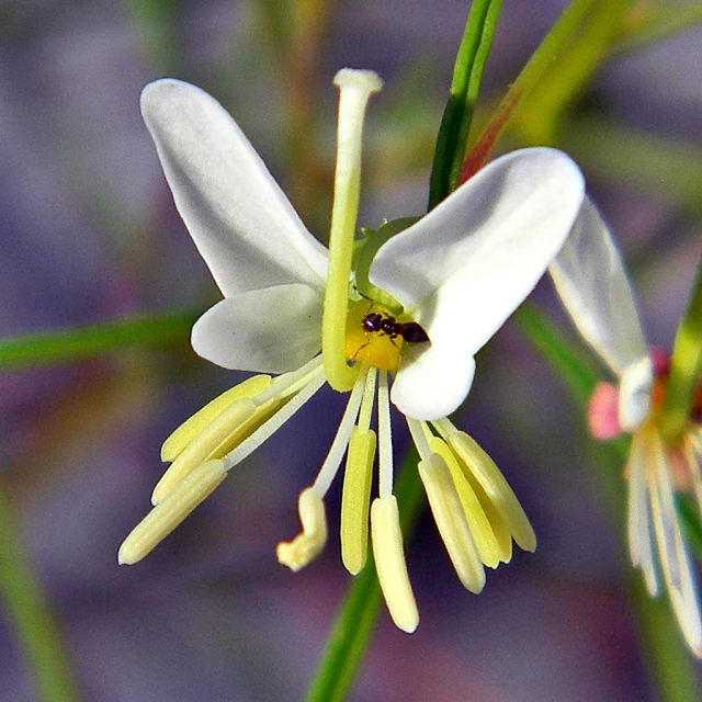 closeup of a white flower with small green tips