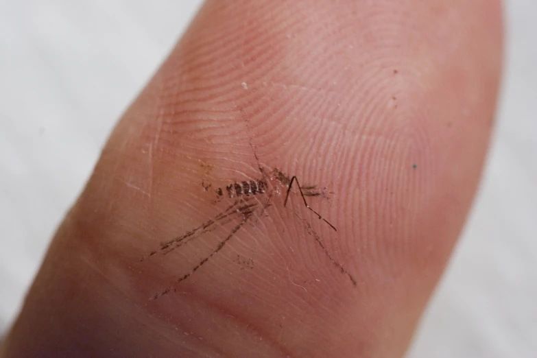 close up of a finger with tiny mosquito
