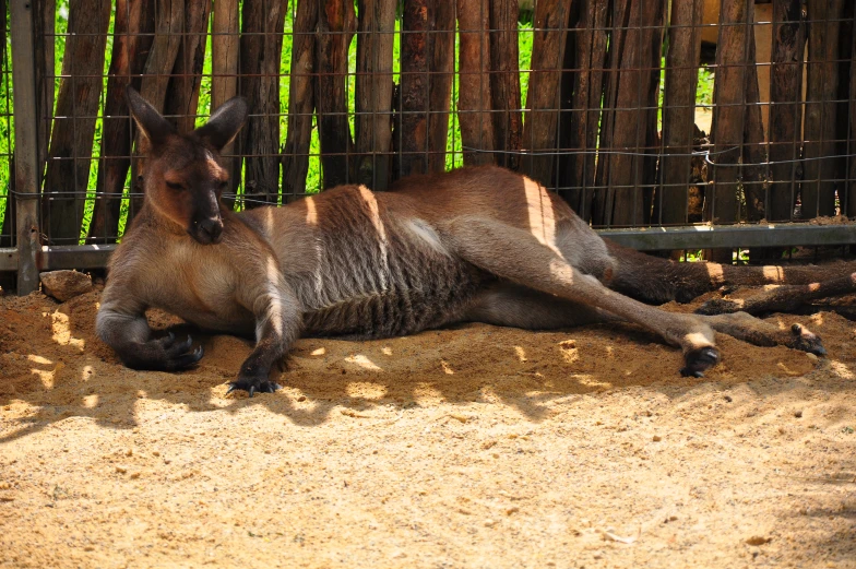 an animal lays on the ground near a fence