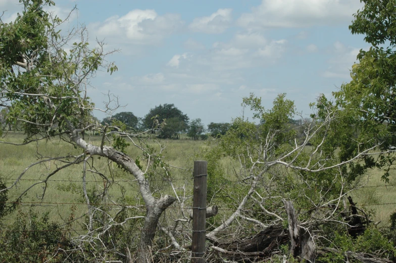 there are many trees in the middle of the field