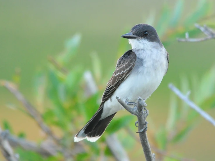 a small bird sits on top of a nch