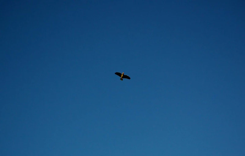a black bird flying in the clear blue sky