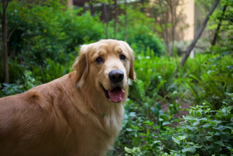 there is a dog standing in the grass