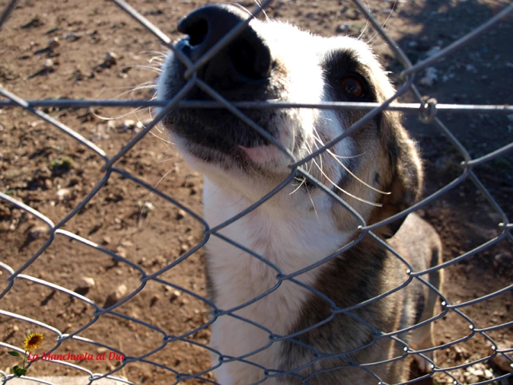 a dog looking through a chain link fence