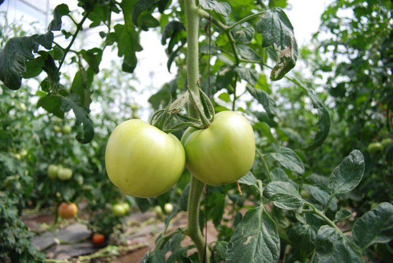 there are green tomatoes growing on the bush