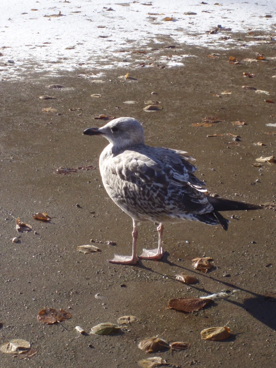 a close up of a bird on a beach near water