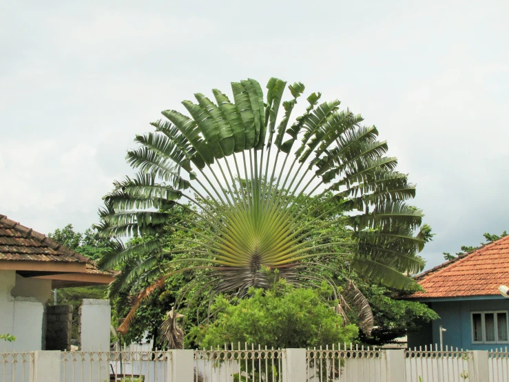 a giant plant shaped like a tree in a residential neighborhood