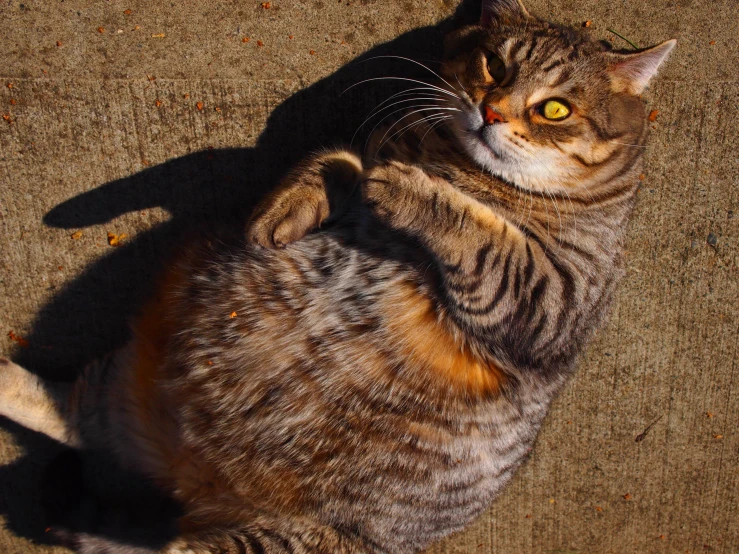 a cat sitting on the ground, with its front paws out, reaching up