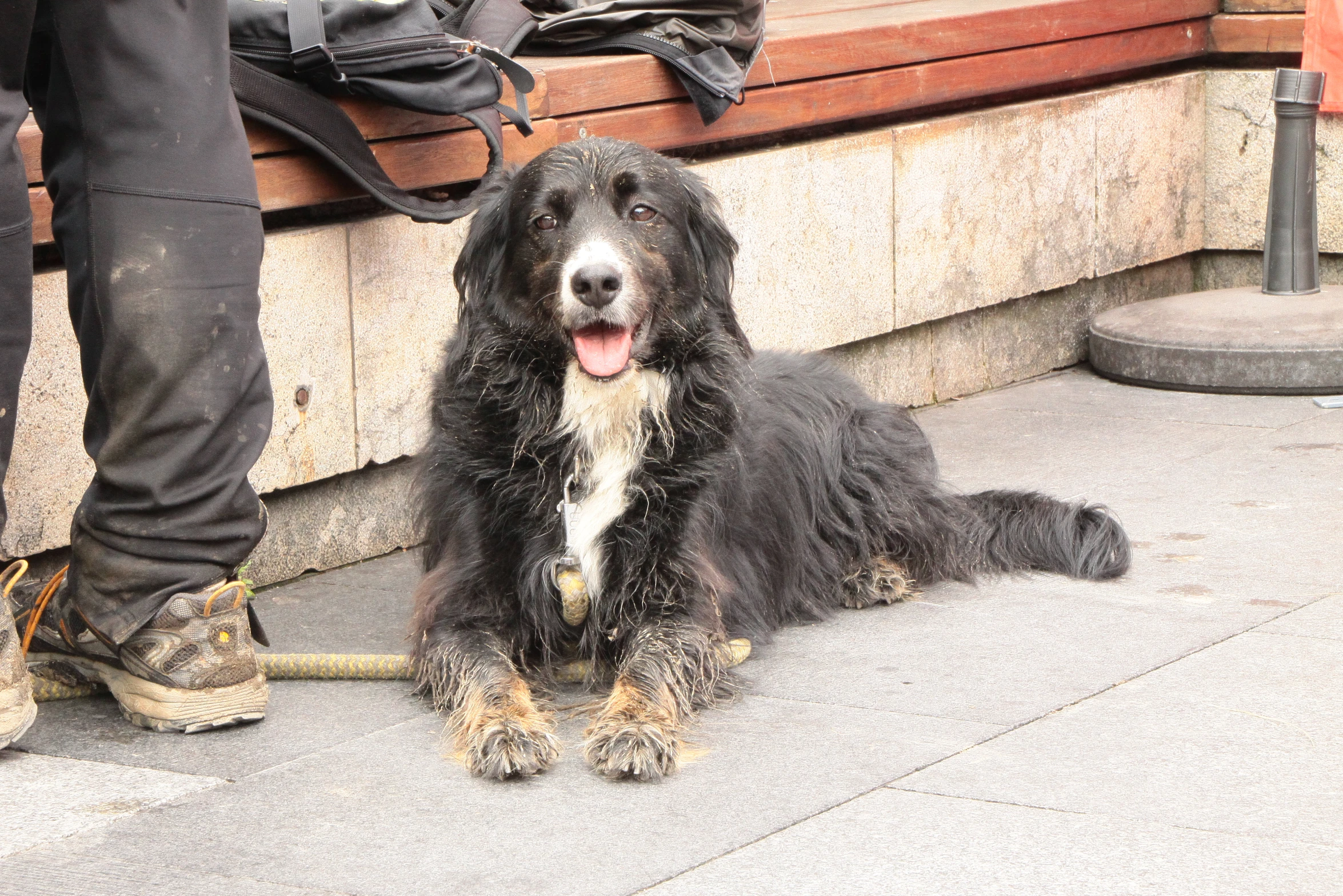 a dog with a wet coat on is sitting in front of a bench