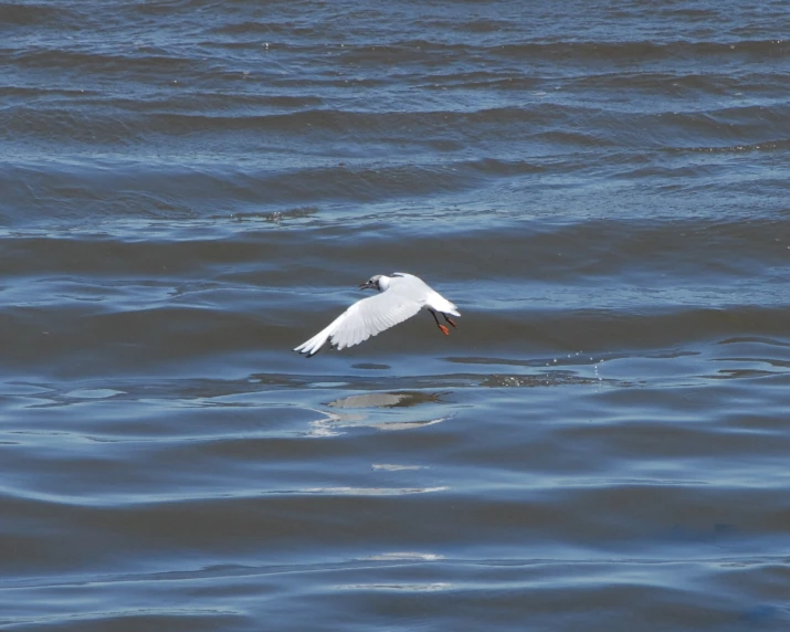 a white bird flying over a large body of water