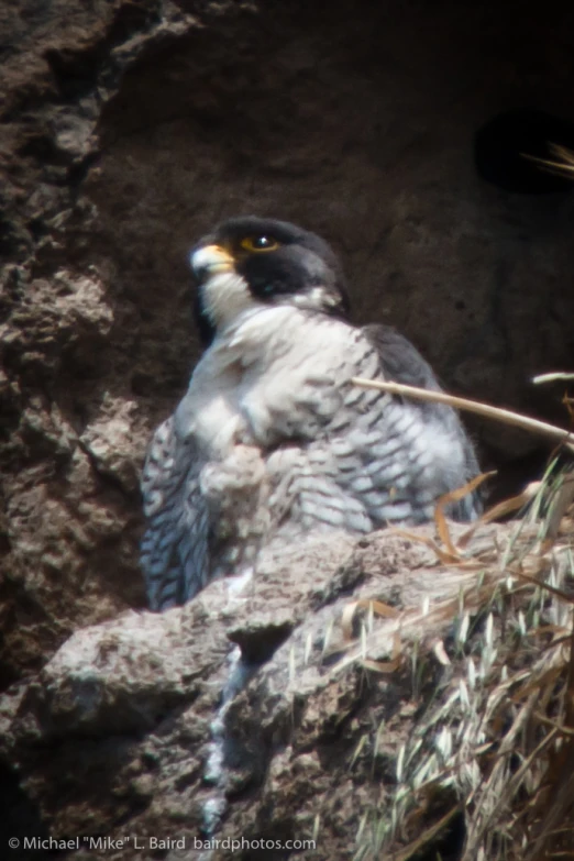 a bird is perched on a rock