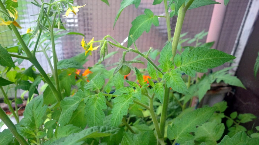 yellow and red flowers are in green vegetation