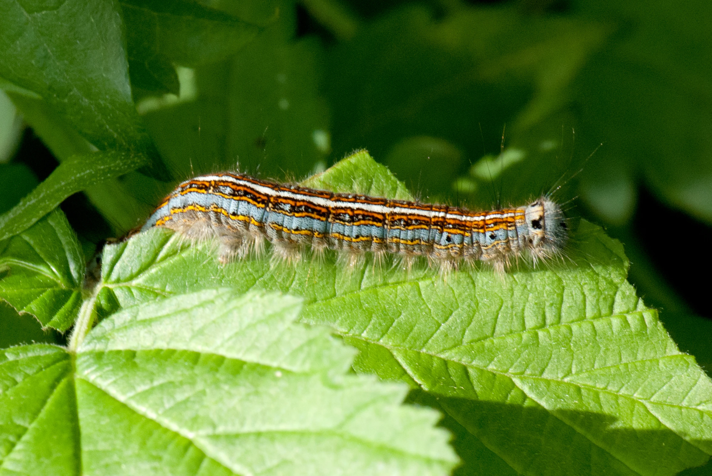 the light blue caterpillar is sitting on top of the leaf