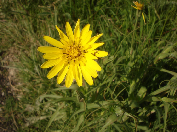 a close up view of some yellow flowers