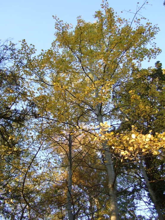 the trees are leaf covered against the blue sky