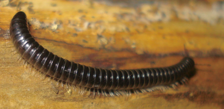an image of a very dark colored worm on wooden table