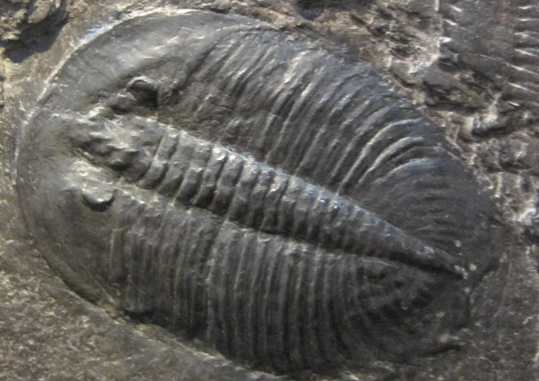 an animal fossil embedded in the rock of a wall