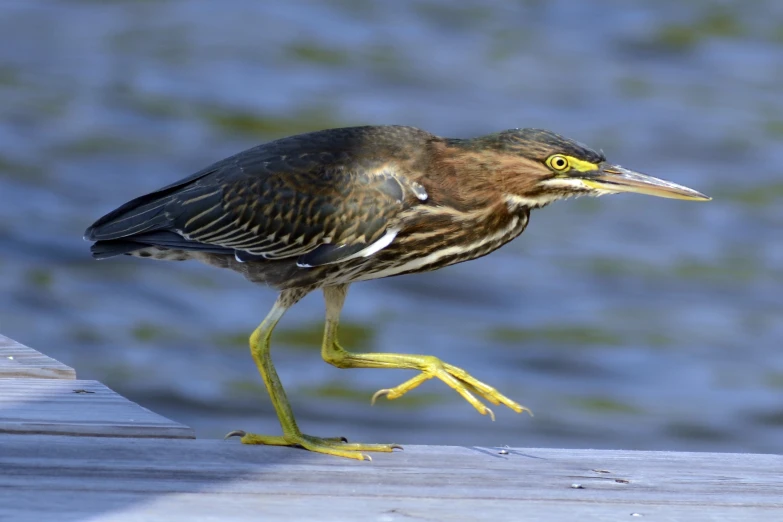 a bird standing on top of a wooden boardwalk next to a river