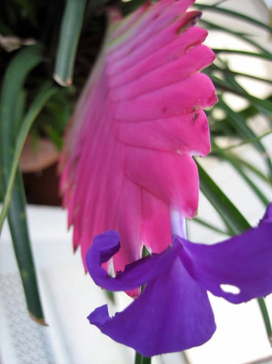 a flower sitting next to green plants on a desk