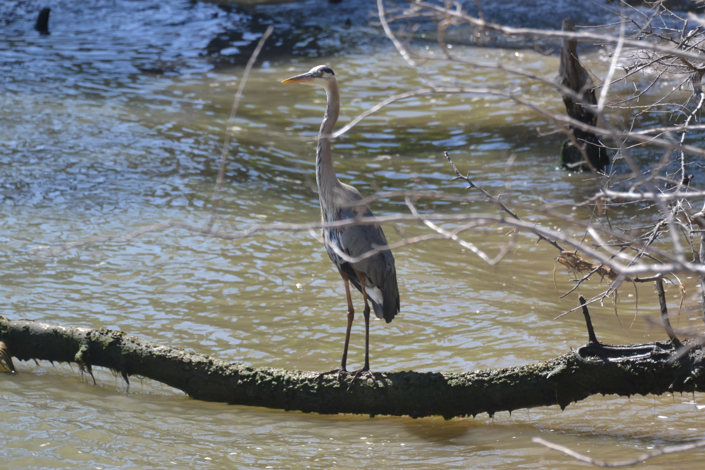 a crane stands on a nch in the shallow water