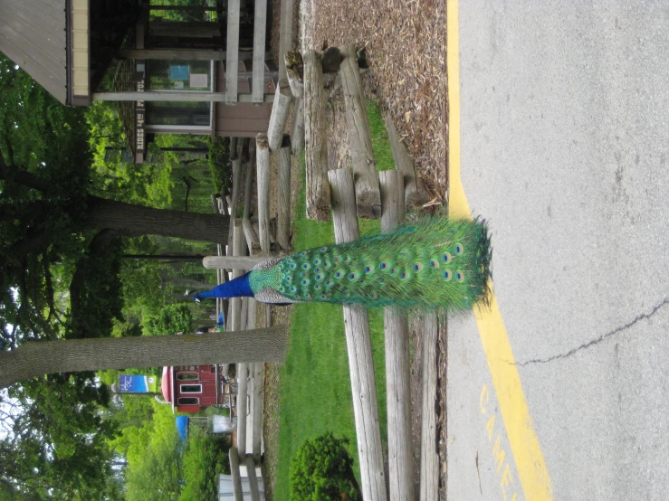 a peacock sits by a wooden fence near the woods