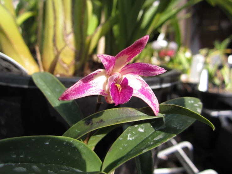 the pink and white flower is near plants