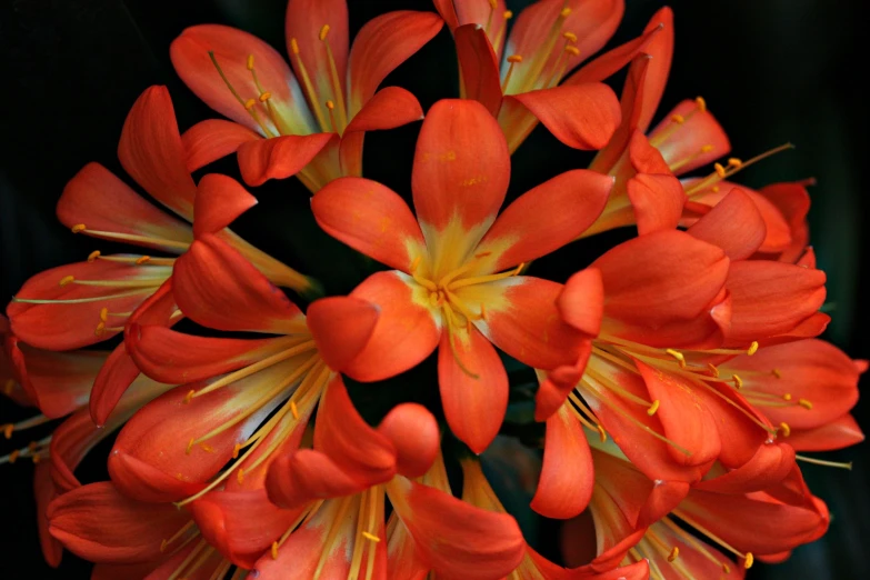 a closeup view of a red flower