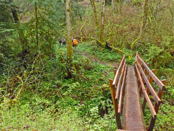 the wooden bridge is in a dense forest