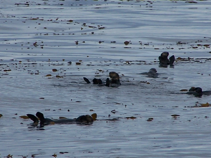 several ducks float in the calm water