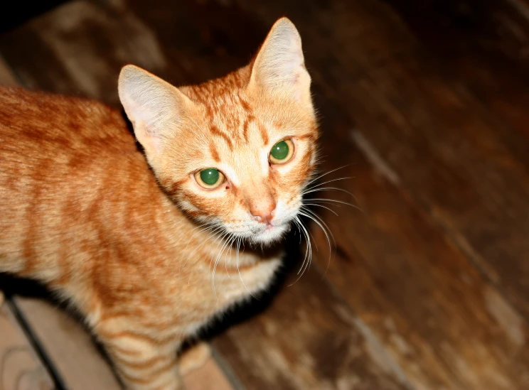 a close up of a cat on a wooden floor