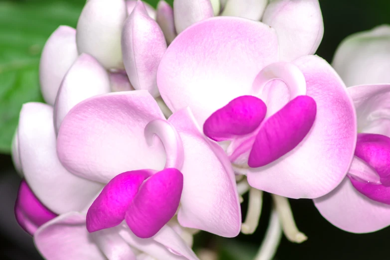 a pink and white flower with a dark background