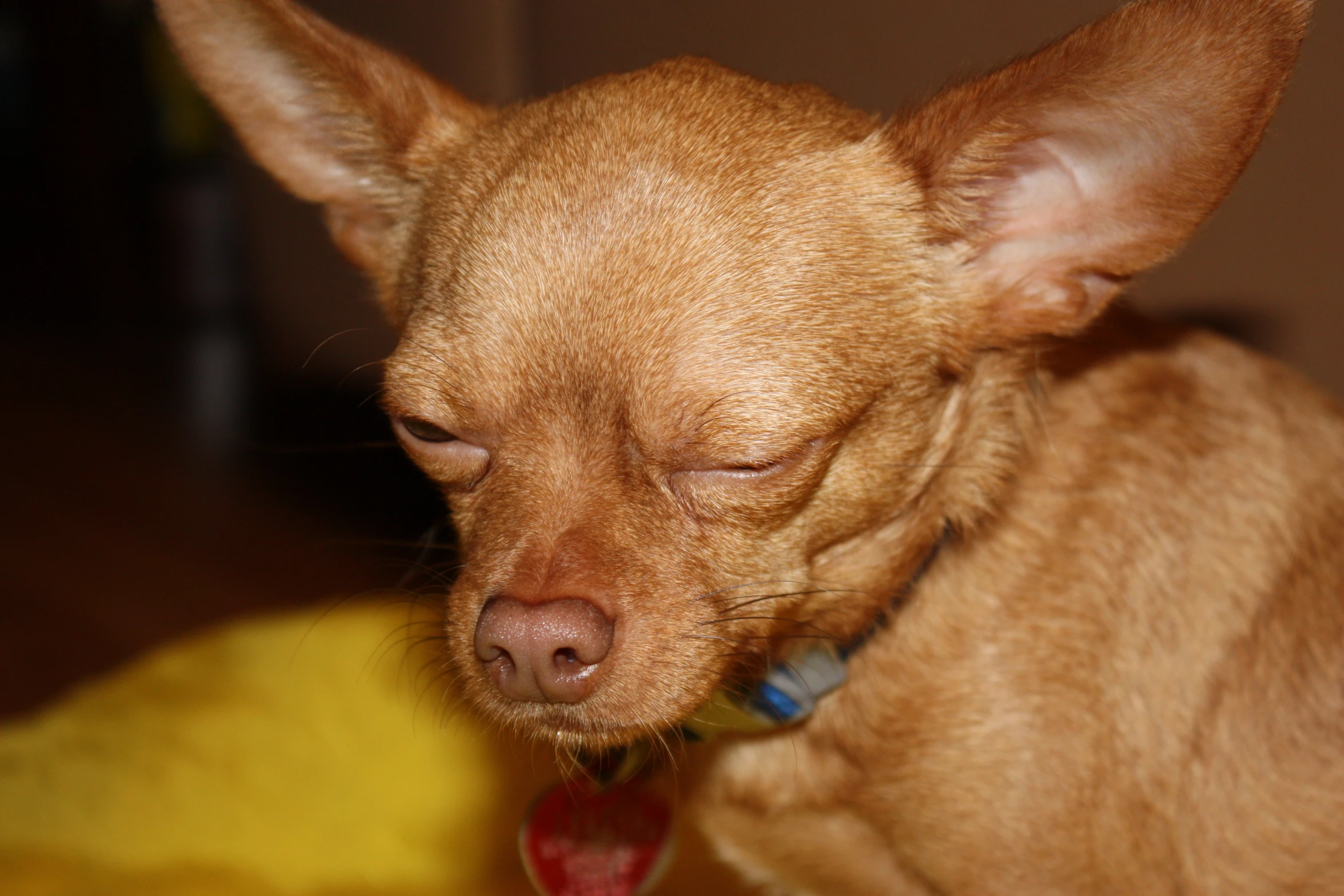 small dog standing with closed eyes looking forward