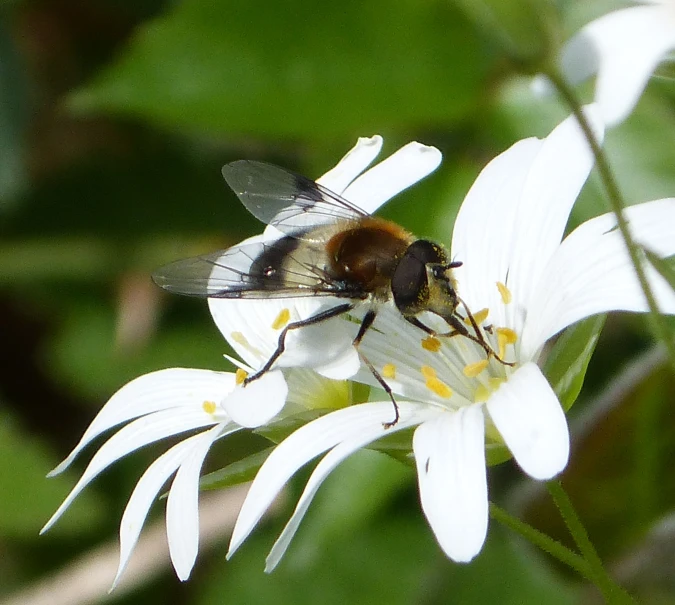 a close up view of a honey bee on a daisy