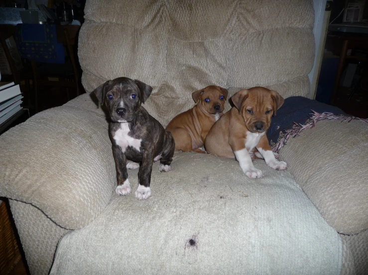 three dogs sitting in a recliner chair with a person laying down