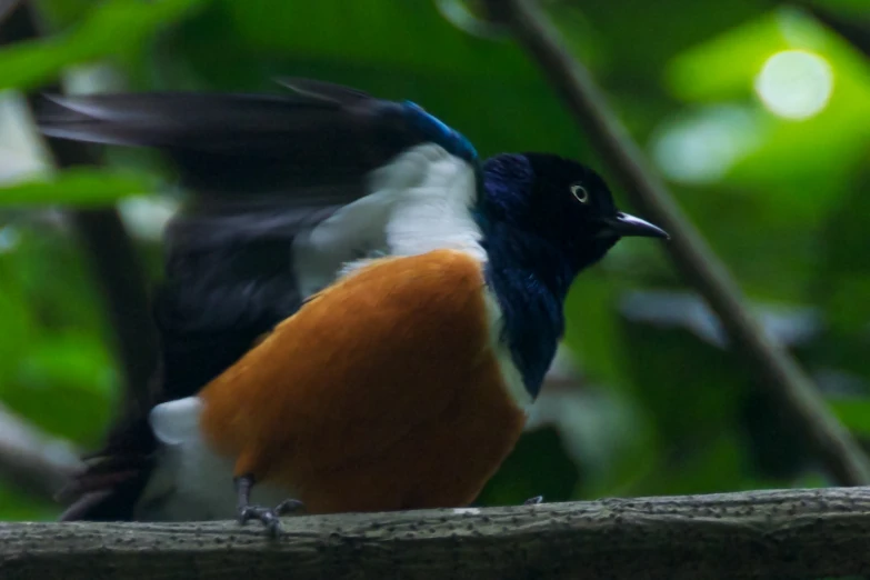 a small blue, white, and brown bird sitting on a nch