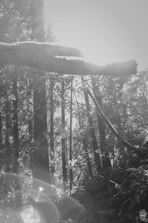 black and white pograph of trees in the sun