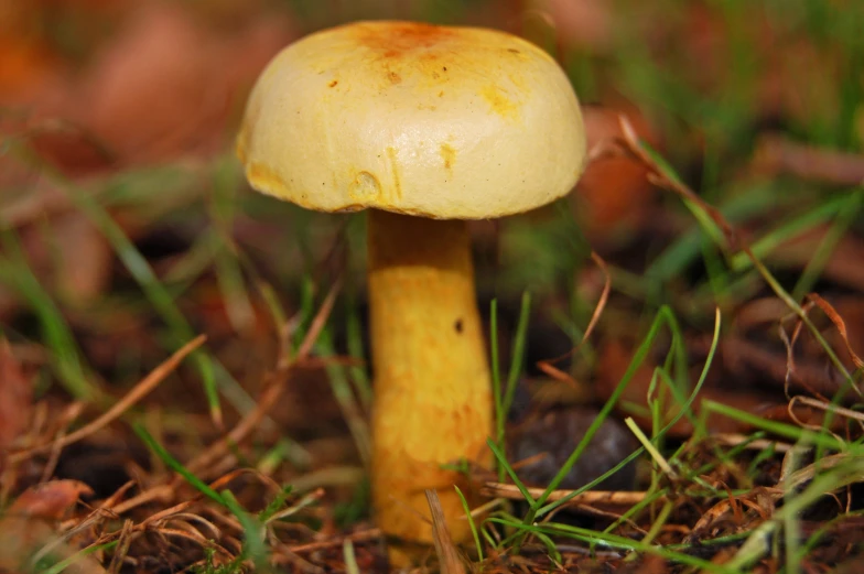 a close up s of a tiny mushroom