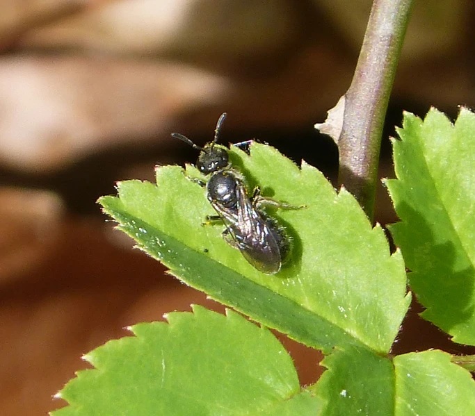 two flies sit on a leaf, the tops of two leaves