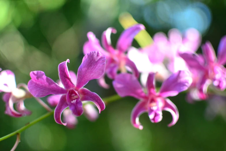 closeup picture of a purple orchid plant